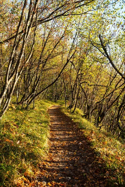 Percorso Fogliame All Interno Del Parco Nazionale Dei Laghi Plitvice — Foto Stock