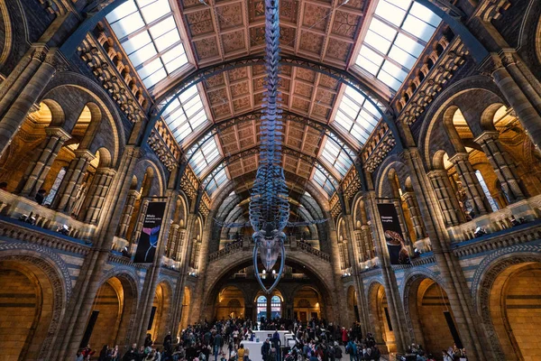 ロンドン イギリス 2018 新しいのクジラの骨格と自然史博物館の内部ビュー 博物館のコレクションは世界のすべての部分からほとんど 7000 万標本を構成します — ストック写真