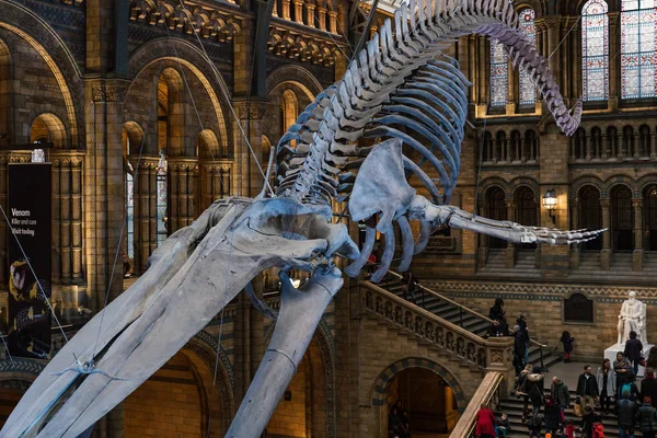 London Circa January 2018 Interior View Natural History Museum New — Stock Photo, Image