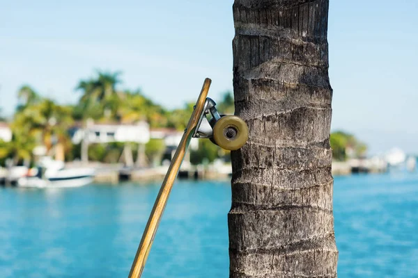 Detalle Tabla Larga Contra Una Palmera Miami Beach —  Fotos de Stock