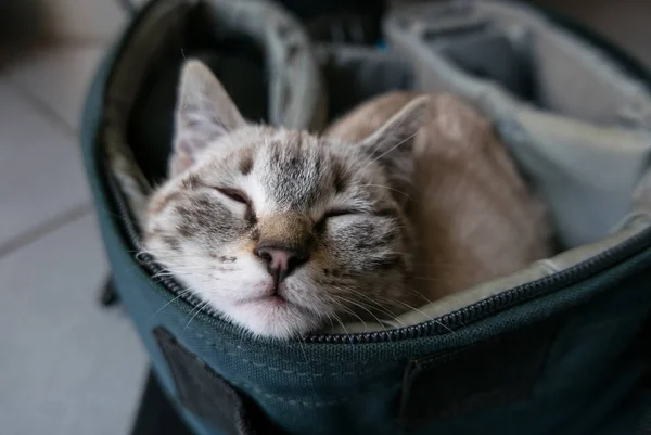 Sleepy little gray kitten portrait inside a bag.