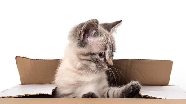 Little Gray Kitten Box Isolated White Background — Stock Photo, Image