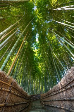 Arashiyama bambu ormanında. Kyoto, Japonya. 