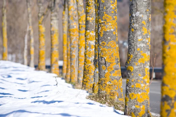 Ряд Жёлтых Деревьев Снегу — стоковое фото