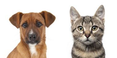 köpek ve kedi portre kadar beyaz zemin kapatın..