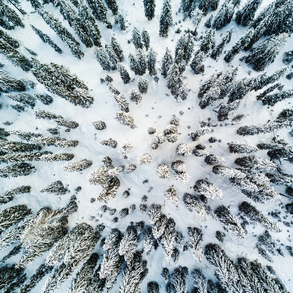 雪の山の風景木の空中平面図 — ストック写真
