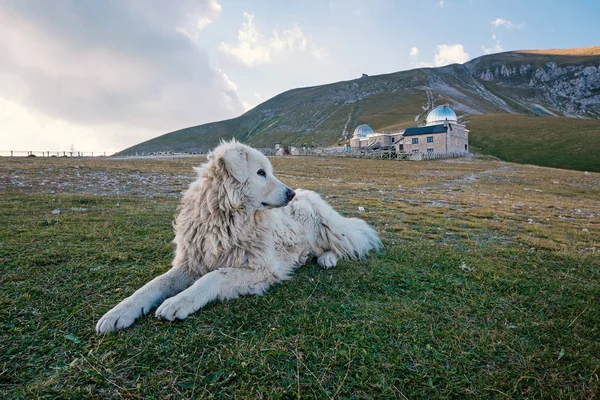 Maremma Sheepdog Fastställande Gräset Campo Imperatore Gran Sasso Italien — Stockfoto