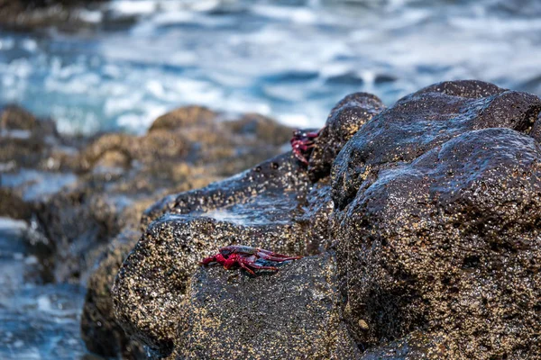 Caranguejos Vermelhos Ilha Lanzarote Ilhas Canárias Espanha Europa — Fotografia de Stock