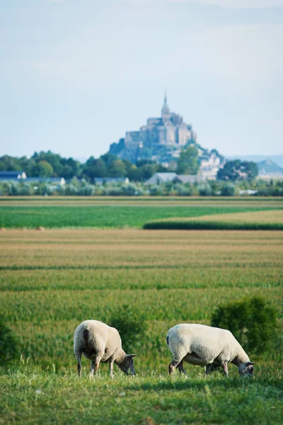 Pecore Mont Saint Michel Antico Villaggio Sullo Sfondo Normandia Francia — Foto Stock