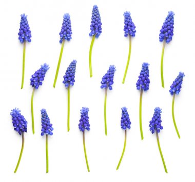 beyaz arkaplanda yalıtılmış muscari çiçekleri