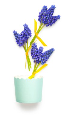 beyaz arkaplanda yalıtılmış muscari çiçekleri