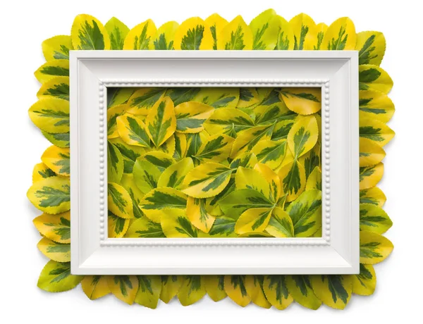 흰색 배경에 고립 잎 화이트 프레임 — 스톡 사진