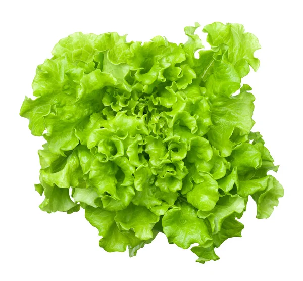 Lettuce Salad Head Isolated on White Background — Stock Photo, Image