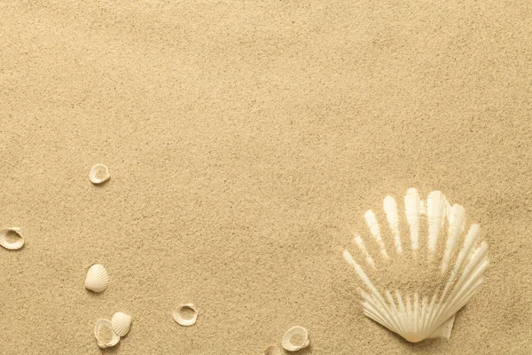 Estate, Sfondo di sabbia con conchiglie — Foto Stock