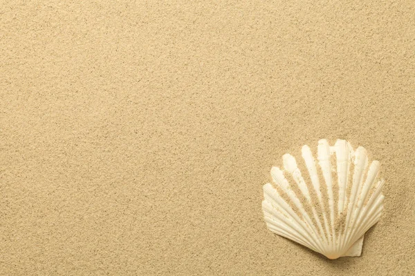 Summer, Sand Background with Shell — Stock Photo, Image