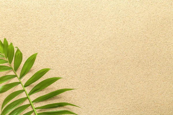 Yaz arka plan yeşil palmiye yaprağı — Stok fotoğraf