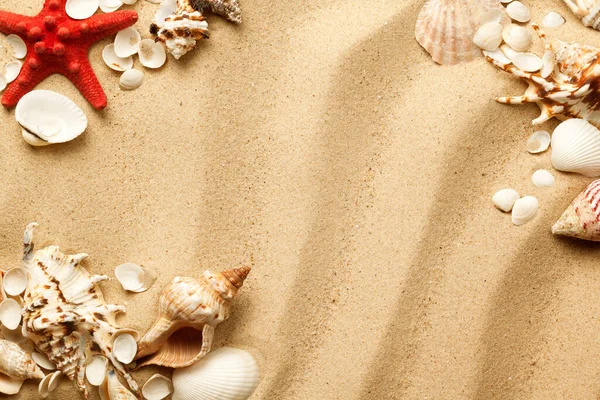 Seashells Starfish Sand Background Top View Flat Lay — Stock Photo, Image