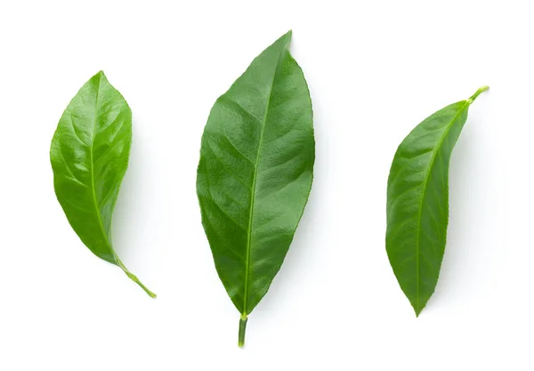 Lemon Leaves Isolated White Background Flat Lay View Light Shadow — Stock Photo, Image