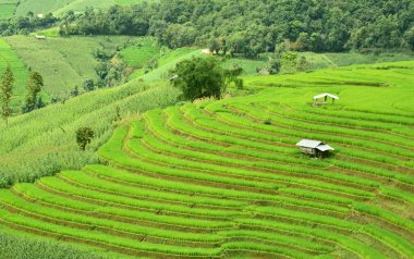 Yeşil teraslı pirinç alan Pa Bong Piang Köyü'nde