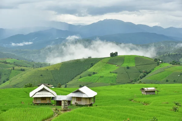 Reisfeld im Dorf pa bong piang — Stockfoto