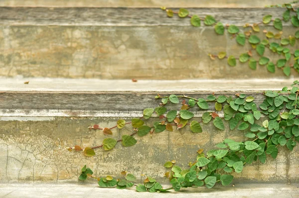 Creeping plant on the stairs — Stock Photo, Image