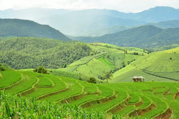 Campo de arroz con terrazas verdes en la aldea de Pa Bong Piang —  Fotos de Stock