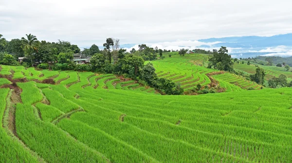 Campo de arroz con terrazas verdes —  Fotos de Stock