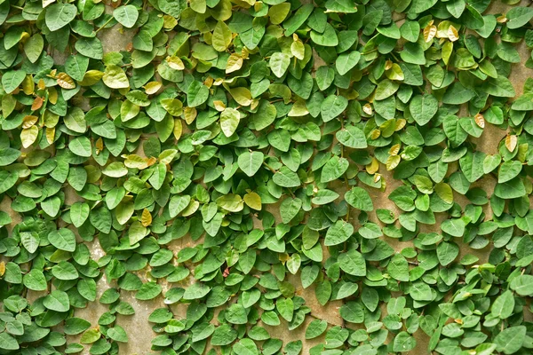 Plíživé rostliny na zdi. — Stock fotografie