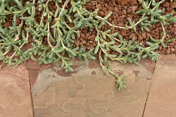 Cactus in Queen Sirikit Botanic Garden — Stock Photo, Image