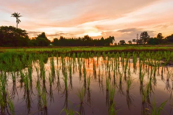 Zonsondergang over rijst veld — Stockfoto