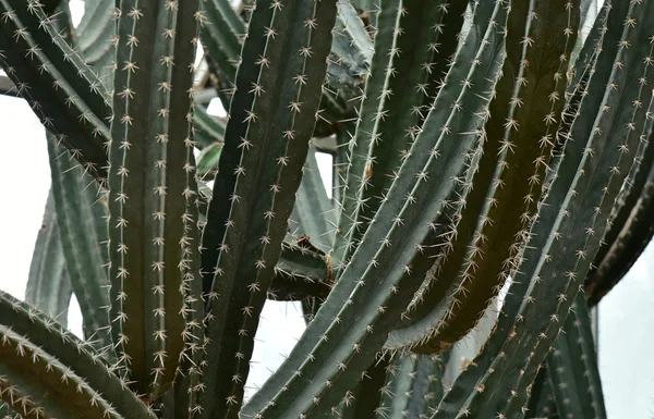 Cactus nel giardino botanico Queen Sirikit — Foto Stock