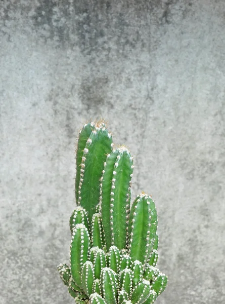 Primer plano de cactus sobre fondo de pared —  Fotos de Stock