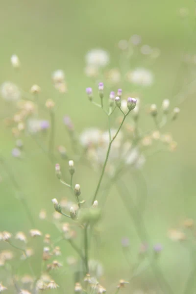 Γρασίδι λουλούδι στην άγρια φύση — Φωτογραφία Αρχείου