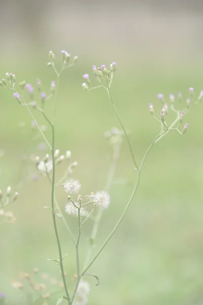 Vahşi çimen çiçek — Stok fotoğraf