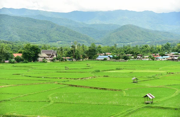 Campo de arroz verde — Fotografia de Stock