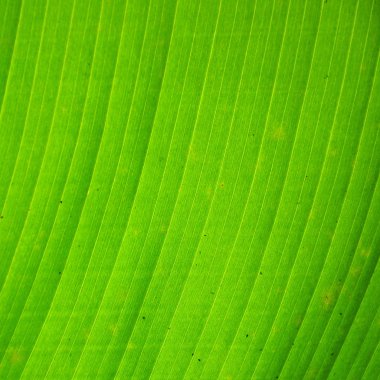 yeşil muz yaprak dokusu yakın çekim