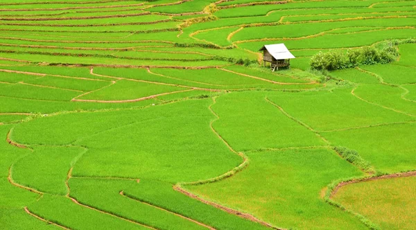 Teraszos rizs mező — Stock Fotó