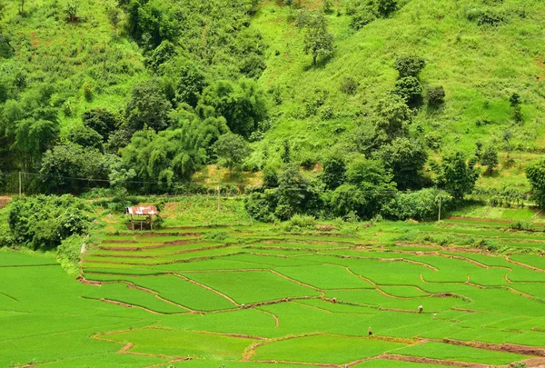 Reisterrassenfeld im Distrikt chaloem phra kiat — Stockfoto