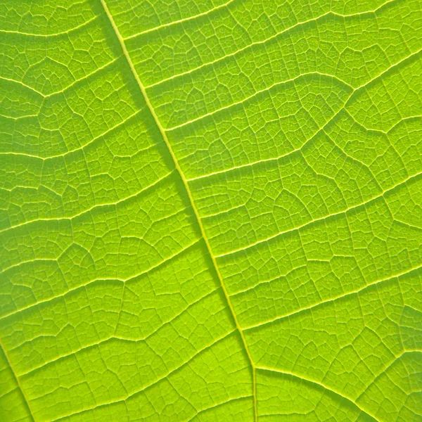 Primer plano de textura de hoja verde — Foto de Stock