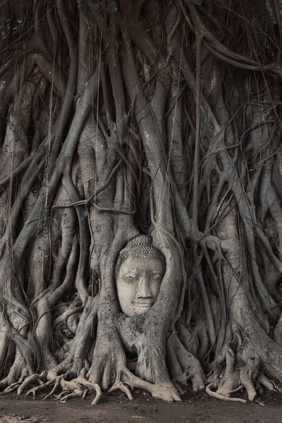 Head of Buddha statue in the tree — Stock Photo, Image