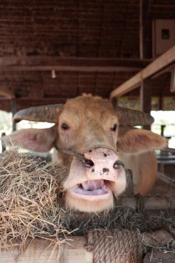 Cam yemek bir albino buffalo