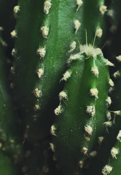 Close up of cactus in the pot — Stock Photo, Image