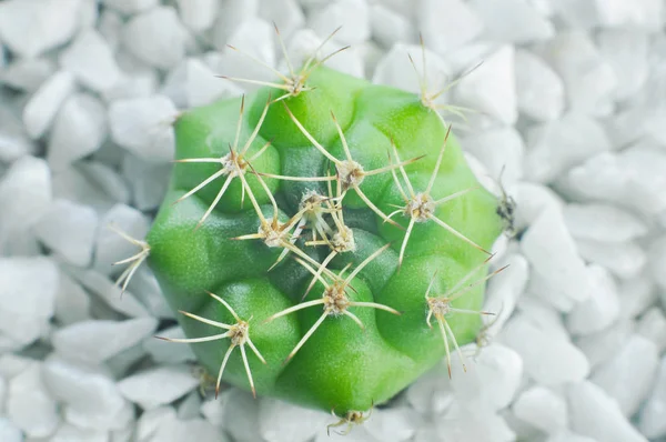 Piccolo cactus nella pentola — Foto Stock