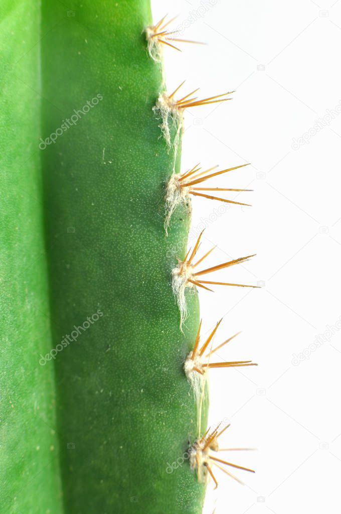 Close up of cactus on isolated background
