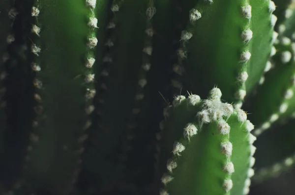 Primo piano di cactus in giardino — Foto Stock