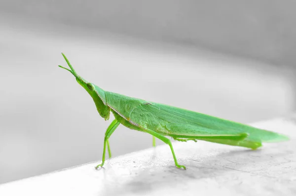 Close up of a grasshopper — Stock Photo, Image