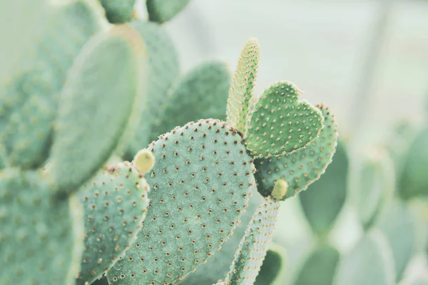 Cactus en Queen Sirikit Botanic Garden —  Fotos de Stock