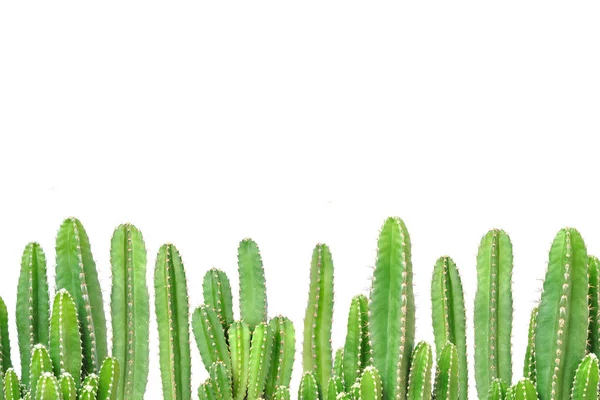 Cactus op geïsoleerde achtergrond — Stockfoto