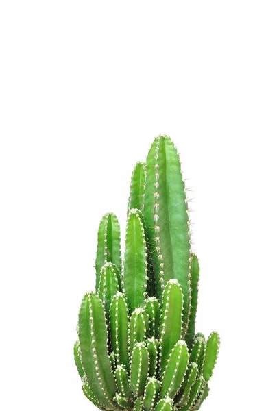 Cactus isolato su sfondo bianco — Foto Stock