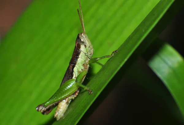 Close up of a grasshopper on green leaf — Stock Photo, Image